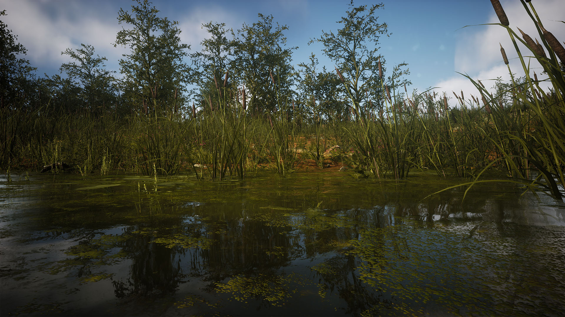 Swamp 5 1920x1080